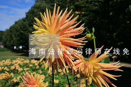 海南法律顾问律师在线免费咨询 海南法律顾问律师在线免费咨询