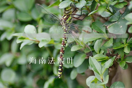 海南法院叶