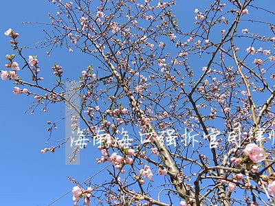 海南海口强拆官司律师推荐 海南海口强拆官司律师推荐