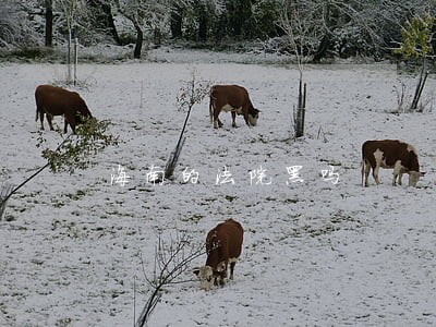 海南的法院黑吗