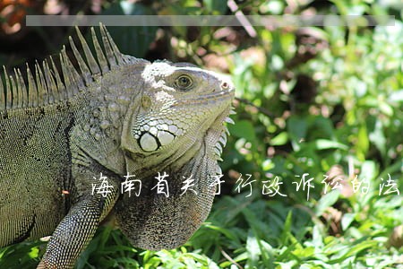 海南省关于行政诉讼的法规 海南省关于行政诉讼的法规