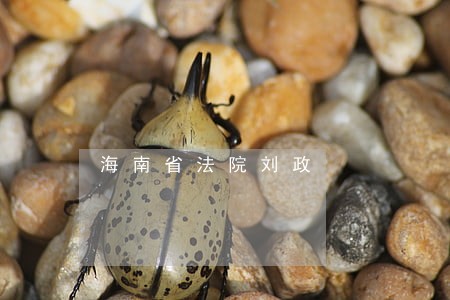 海南省法院刘政 海南省法院刘政
