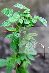 海南省规划规范法规 海南省规划规范法规