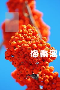 海南离婚律师收费标准 海南离婚律师收费标准
