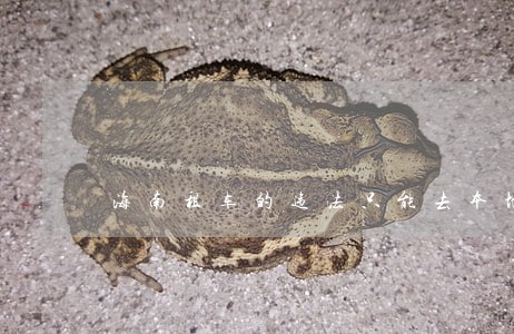 海南租车的违法只能去本地处理吗 海南租车的违法只能去本地处理吗
