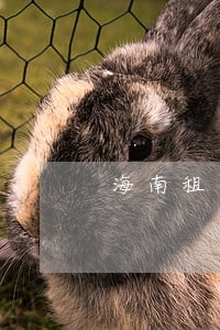 海南租金逾期后果 海南租金逾期后果