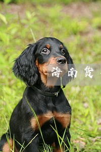 海南货车不交养路费法院强制执行