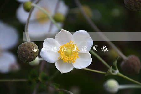 海南违法建设周报 海南违法建设周报
