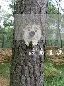 海南追源律师事务所招聘 海南追源律师事务所招聘