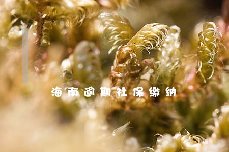 海南逾期社保缴纳 海南逾期社保缴纳