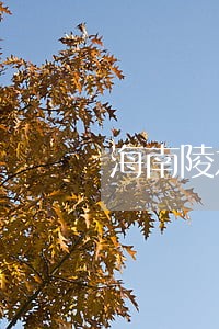 海南陵水我要咨询律师 海南陵水我要咨询律师