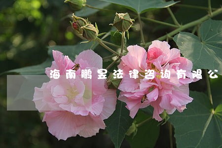 海南鹏昱法律咨询有限公司 海南鹏昱法律咨询有限公司