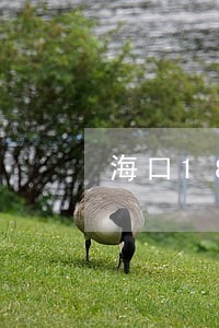 海口18号交社保是逾期缴费吗 海口18号交社保是逾期缴费吗