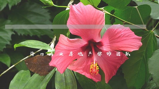 海口专业房地产律师团队 海口专业房地产律师团队