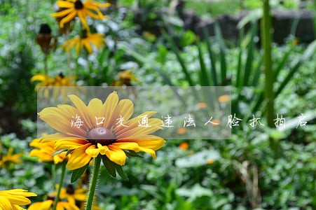 海口交通违法人脸抓拍启动 海口交通违法人脸抓拍启动