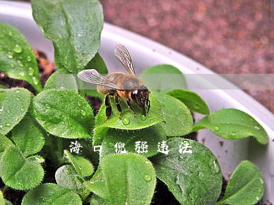 海口倪强违法 海口倪强违法