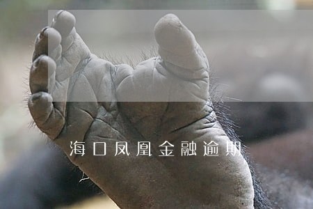 海口凤凰金融逾期 海口凤凰金融逾期