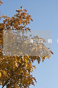 海口婚姻法律咨询 海口婚姻法律咨询