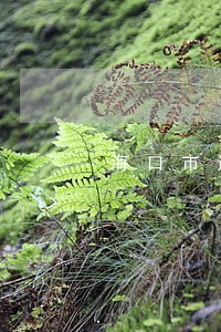 海口市违法停车告知单网上缴费