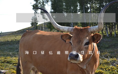 海口征信逾期能贷款吗 海口征信逾期能贷款吗