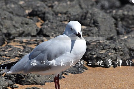 海口擅长集体土地案律师 海口擅长集体土地案律师