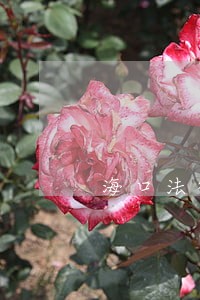 海口法律咨询 海口法律咨询