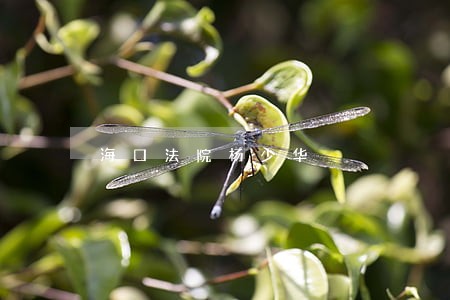 海口法院杨少华