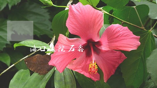 海口法院石鑫