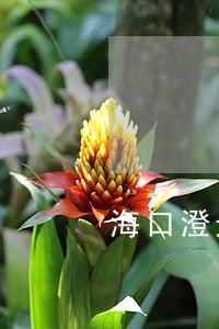 海口澄迈区债务律师推荐 海口澄迈区债务律师推荐