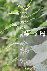 海口网贷逾期停息挂账申请条件 海口网贷逾期停息挂账申请条件