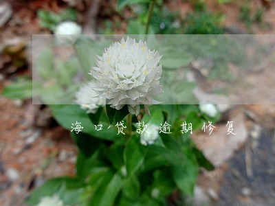 海口贷款逾期修复 海口贷款逾期修复