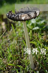 海外房产律师怎样收费 海外房产律师怎样收费