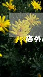 海外房产网贷逾期 海外房产网贷逾期