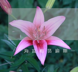 海富租赁逾期一天 海富租赁逾期一天