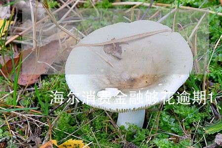 海尔消费金融够花逾期1天 海尔消费金融够花逾期1天