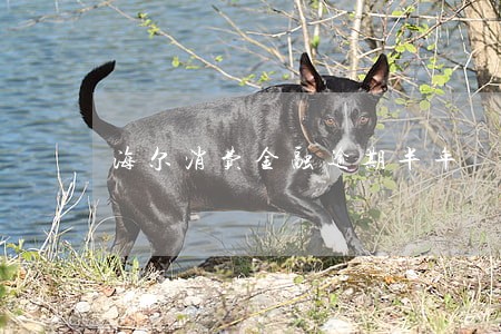 海尔消费金融逾期半年 海尔消费金融逾期半年