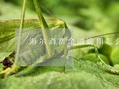 海尔消费金融逾期怎么查 海尔消费金融逾期怎么查