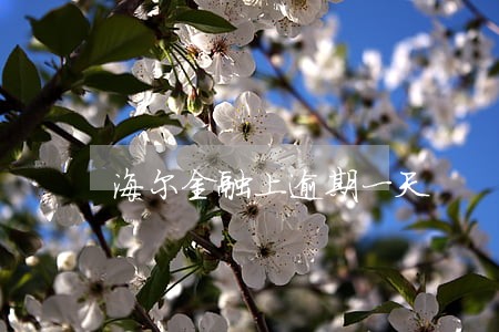 海尔金融上逾期一天 海尔金融上逾期一天