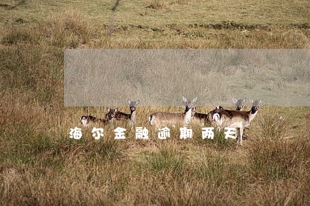 海尔金融逾期两天 海尔金融逾期两天