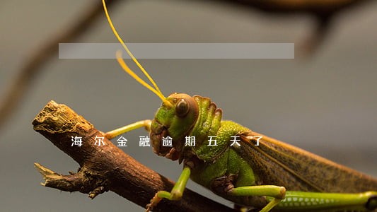 海尔金融逾期五天了 海尔金融逾期五天了