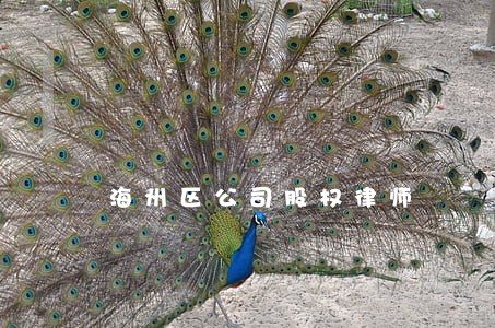 海州区公司股权律师 海州区公司股权律师