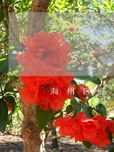 海州区法院庭审直播网