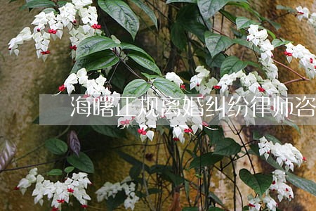 海曙正规离婚纠纷律师咨询 海曙正规离婚纠纷律师咨询