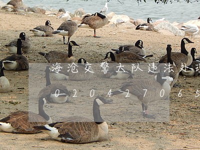 海沧交警大队违法处理窗口交通/2023020427065 海沧交警大队违法处理窗口交通/2023020427065