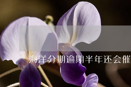 海洋分期逾期半年还会催收吗 海洋分期逾期半年还会催收吗