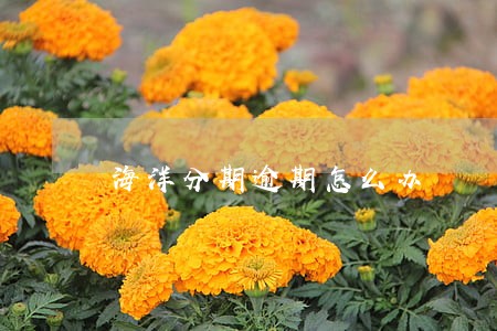 海洋分期逾期怎么办 海洋分期逾期怎么办