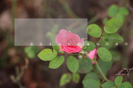 海淀专业的刑事纠纷律师咨询 海淀专业的刑事纠纷律师咨询