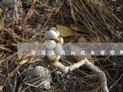 海淀区债权债务律师联系方式 海淀区债权债务律师联系方式
