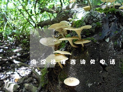 海淀法律咨询处电话