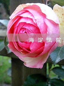 海淀法院王实 海淀法院王实